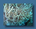 Helengeli 229